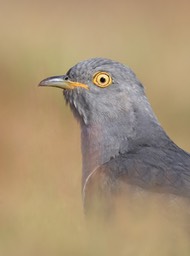 cuckoo