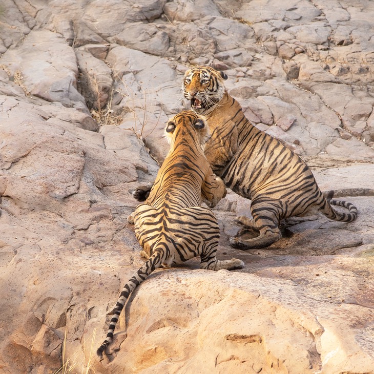 bengal tiger