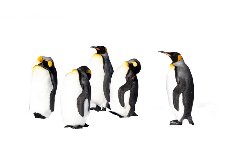 king penguin