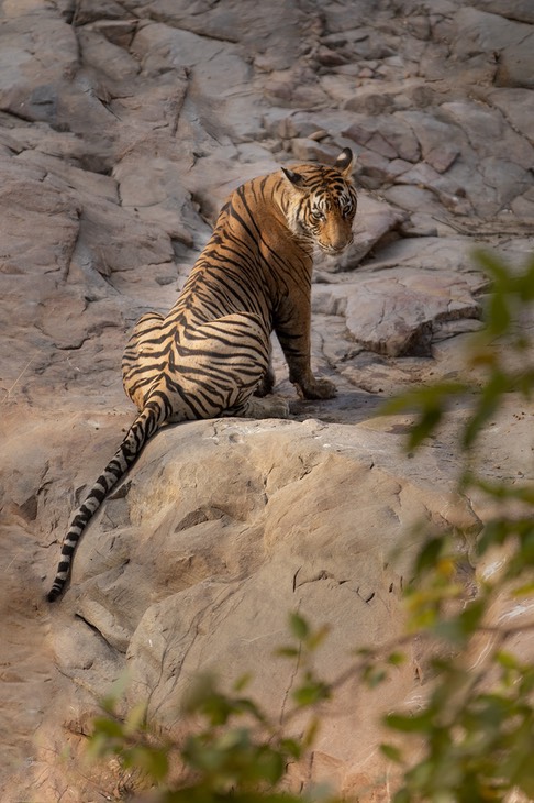 bengal tiger