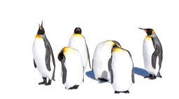 king penguin