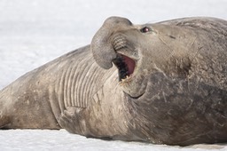 southern elephant seal