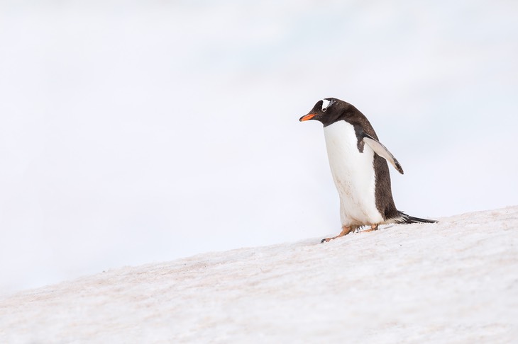 gentoo penguin