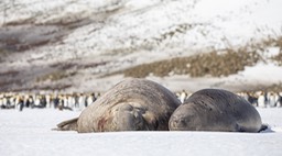 southern elephant seal