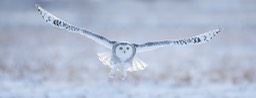 snowy owl