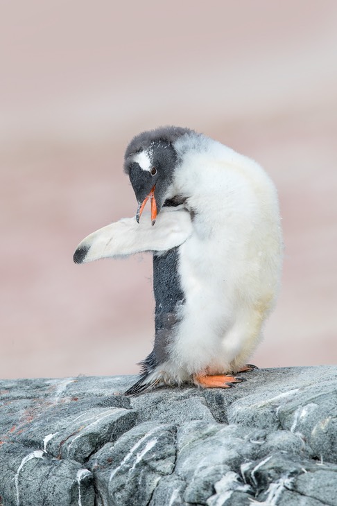 gentoo penguin