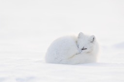 arctic fox