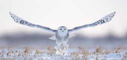 snowy owl