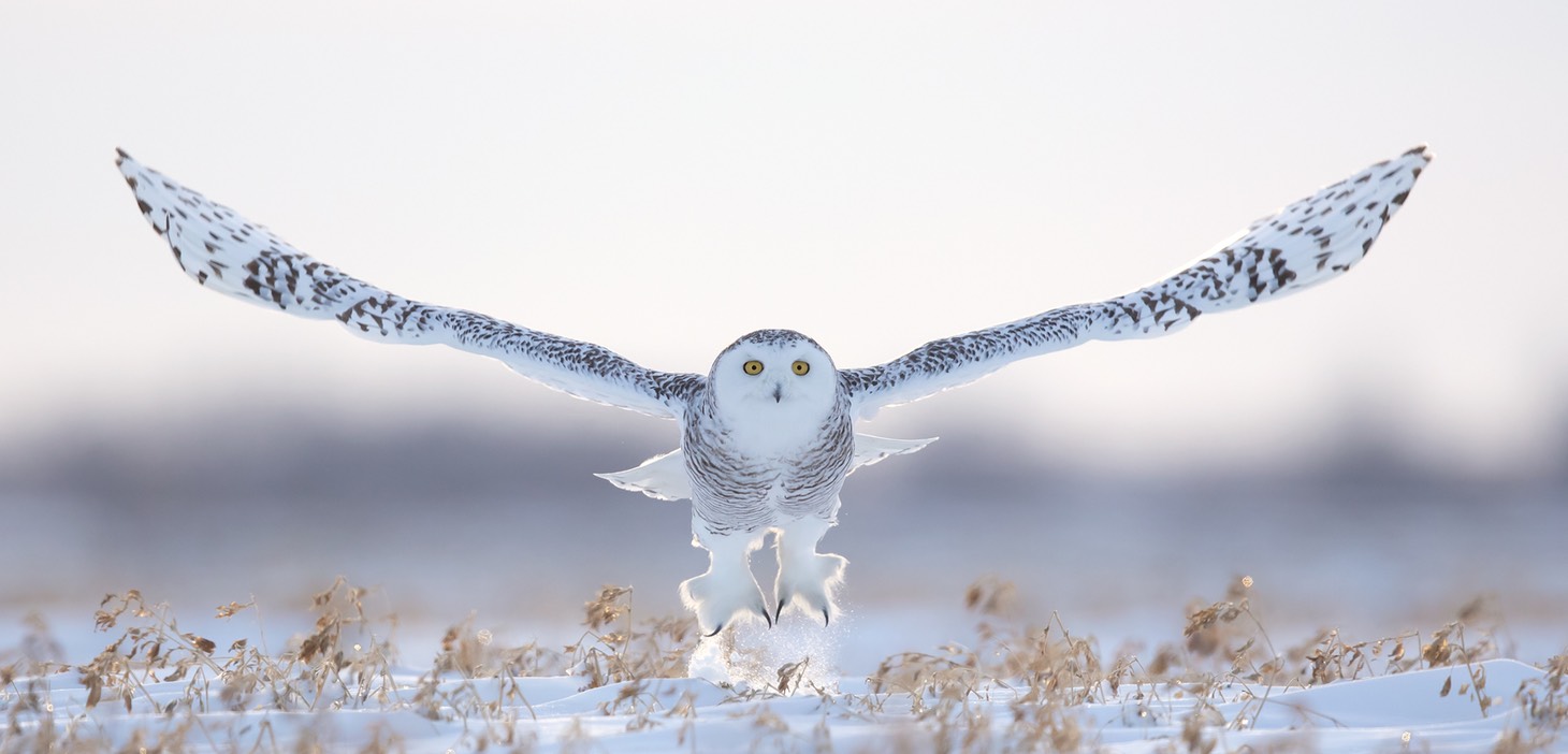 snowy owl