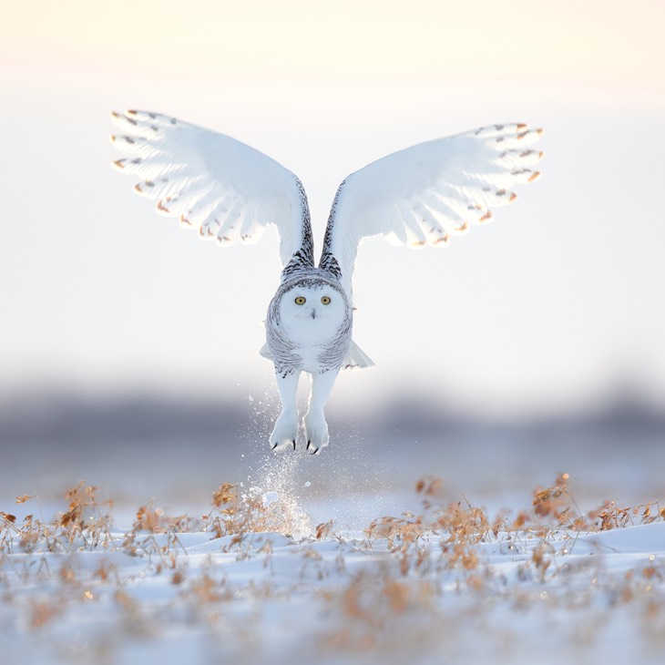 snowy owl