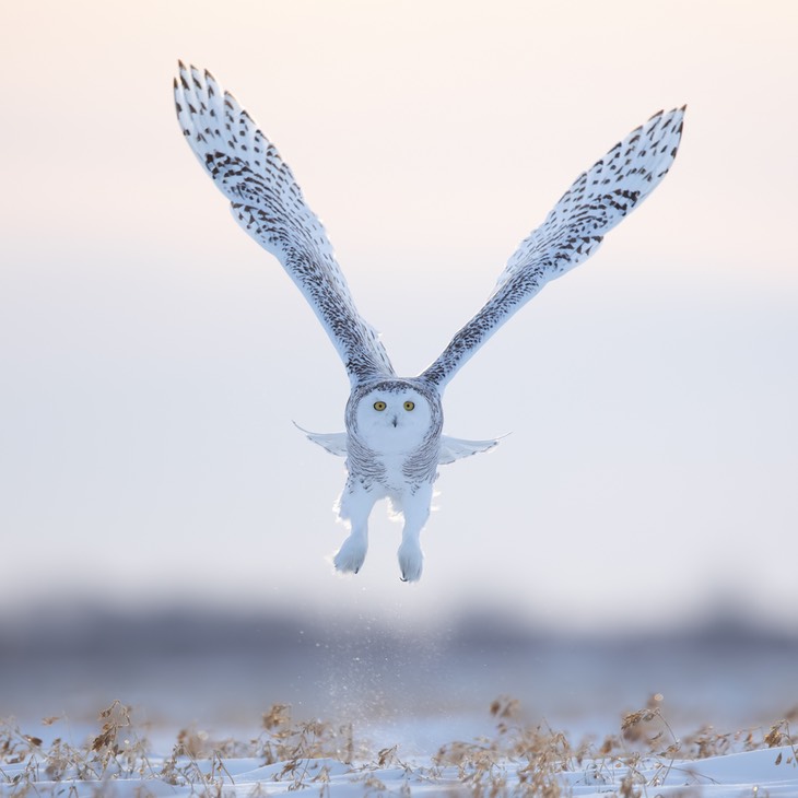 snowy owl