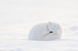 arctic fox