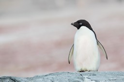 adelie penguin