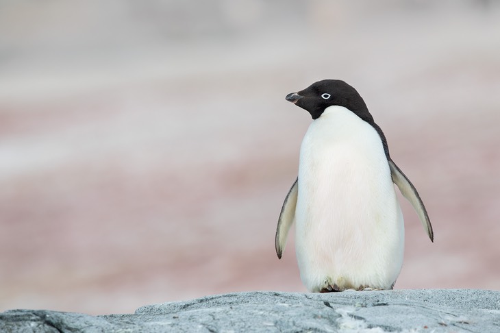 adelie penguin