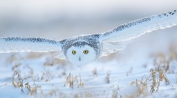 snowy owl