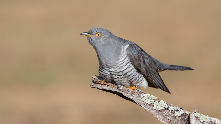 cuckoo