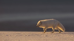 arctic fox