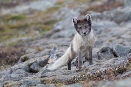 arctic fox