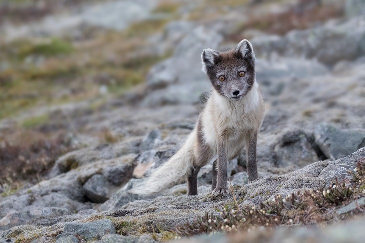 arctic fox