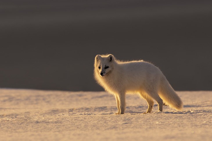 arctic fox