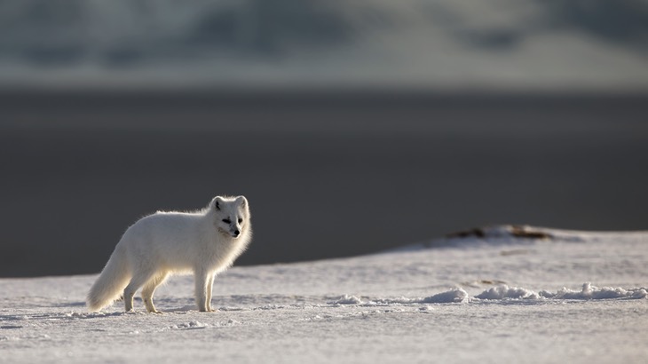 arctic fox