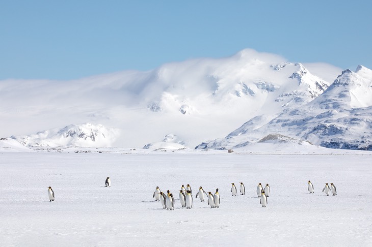 king penguin