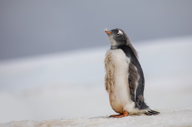 gentoo penguin