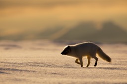 arctic fox