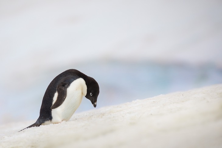 adelie penguin