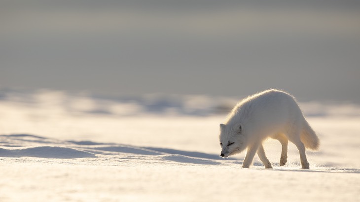 arctic fox