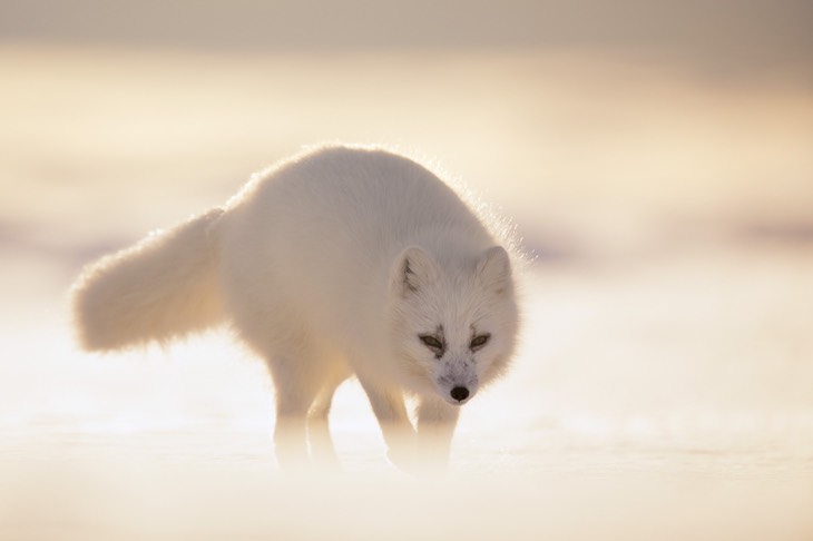 arctic fox