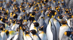 king penguin