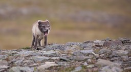 arctic fox