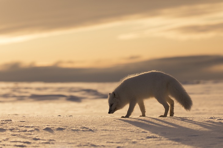 arctic fox