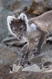 arctic fox