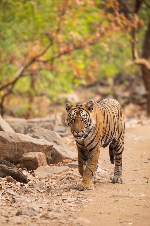 bengal tiger