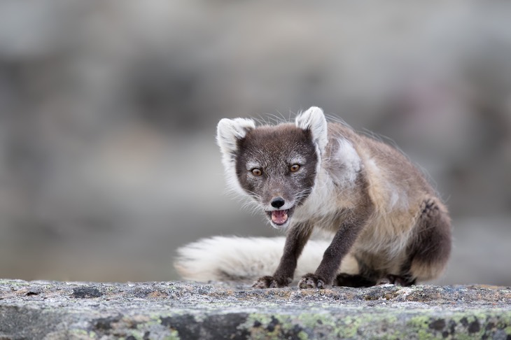 arctic fox