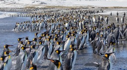 king penguin