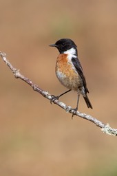 stonechat