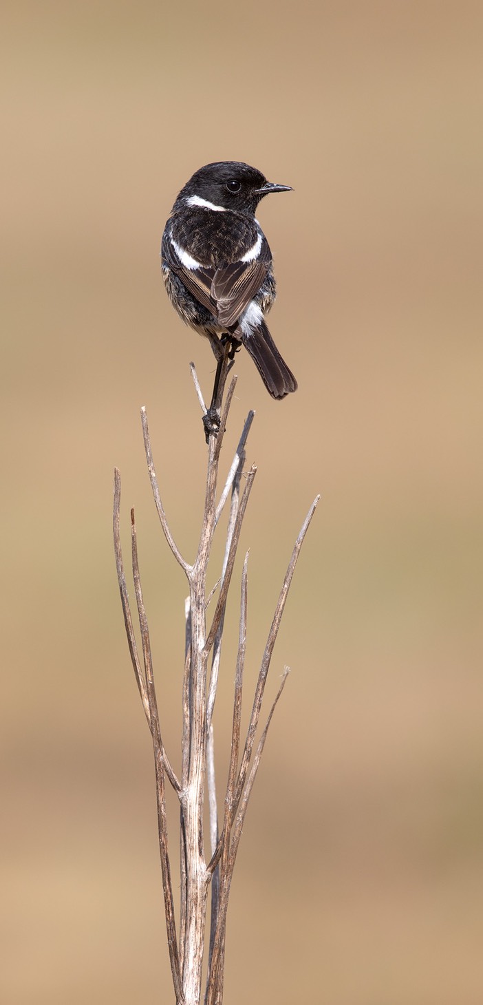 stonechat