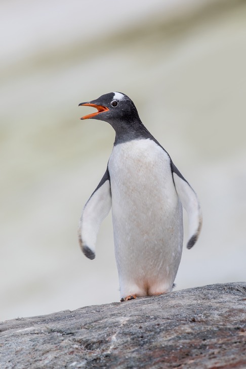 gentoo penguin