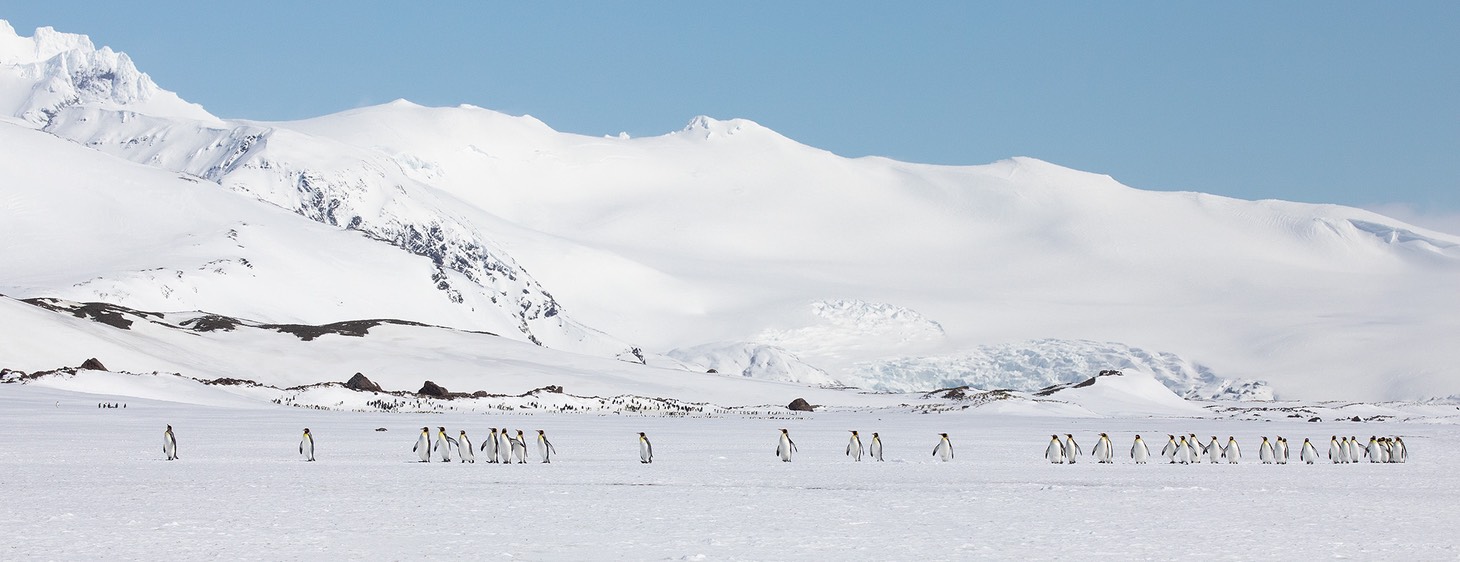 king penguin