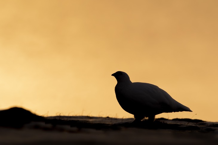 svalbard ptarmigan