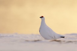 svalbard ptarmigan