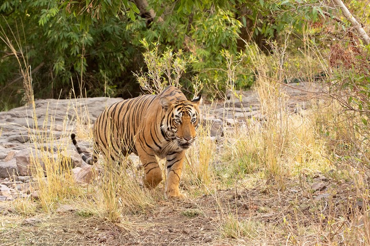 bengal tiger