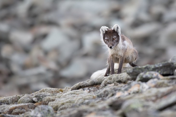 arctic fox