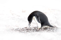 adelie penguin