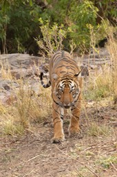 bengal tiger