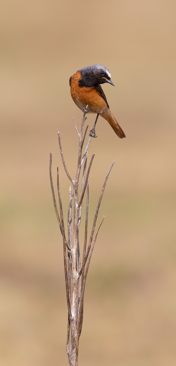 redstart