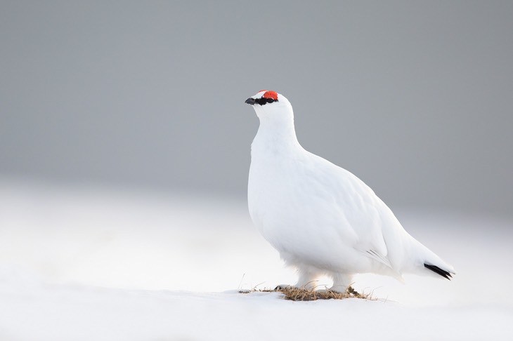 svalbard ptarmigan